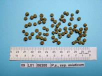 Click for 3 image(s) for this accession. Image
